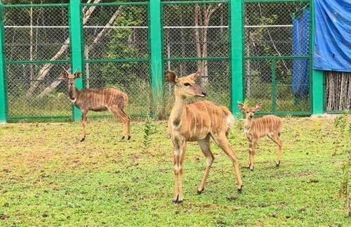 Linh dương Nyala và thành viên mới
