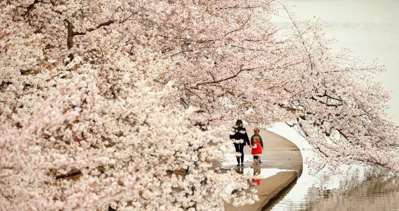 Một đứa trẻ dưới tán hoa anh đào dọc theo Tidal Basin trong buổi sương sớm ở Washington. Ảnh Reuter/Kevin Lamarque