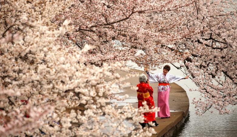 Phụ nữ tr bộ kimono truyền thống của Nhật Bản chụp ảnh dưới hoa anh đào dọc theo Tidal Basin  trong một buổi sáng sương mù ở Washington. REUTERS / Kevin Lamarque