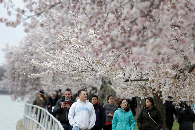 Dòng người dạo bước dưới hàng hoa anh đào nở rộ ở ven hồ Tidal Basin ở Washington