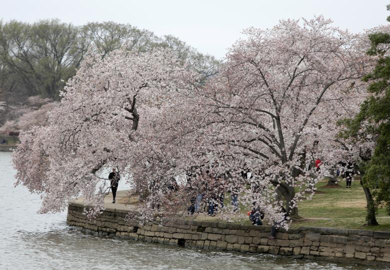 Người dân dạo bước dưới tán hoa anh đào bên hồ Tidal Basin