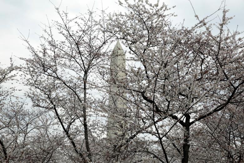 Tượng đài Washington nhìn qua những tán hoa anh đào đang nở rộ