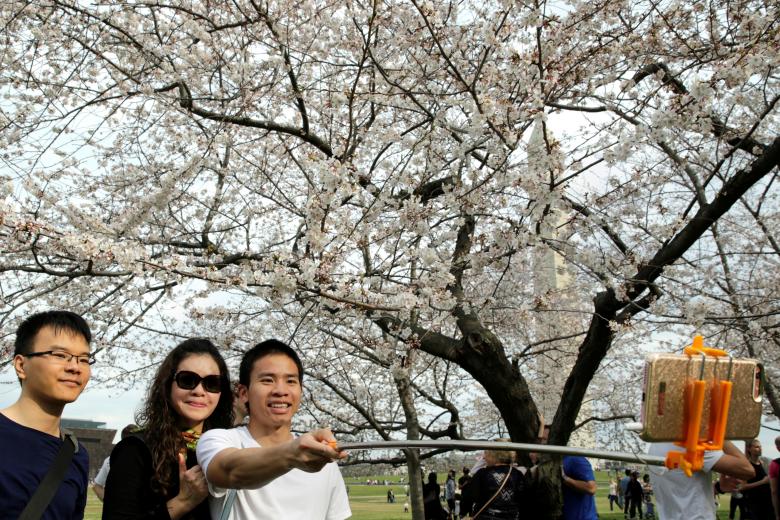 Du khách selfie với hoa anh đào gần tượng đài washington