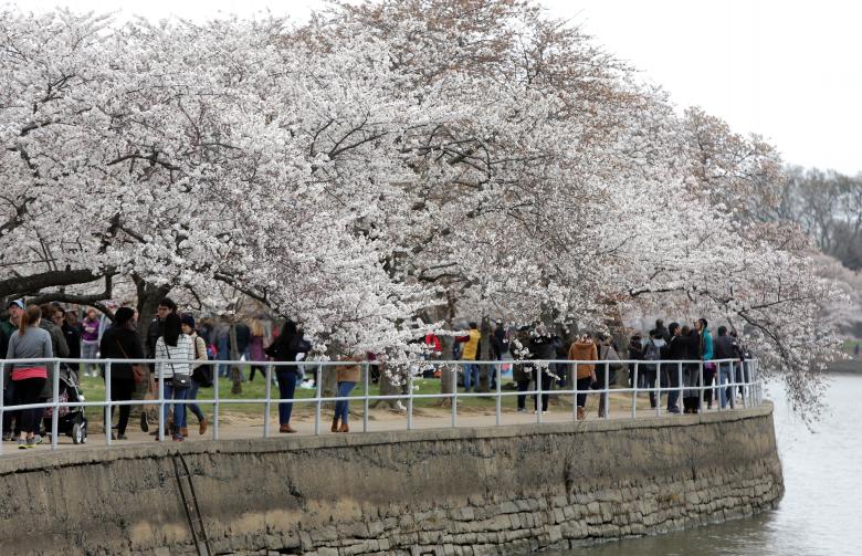 Khu vực hồ Tidal Basin ở Washington nở rộ hoa anh đào