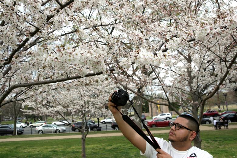 Chàng thanh niên này đang chụp hoa anh đào ở gần tượng đài washington