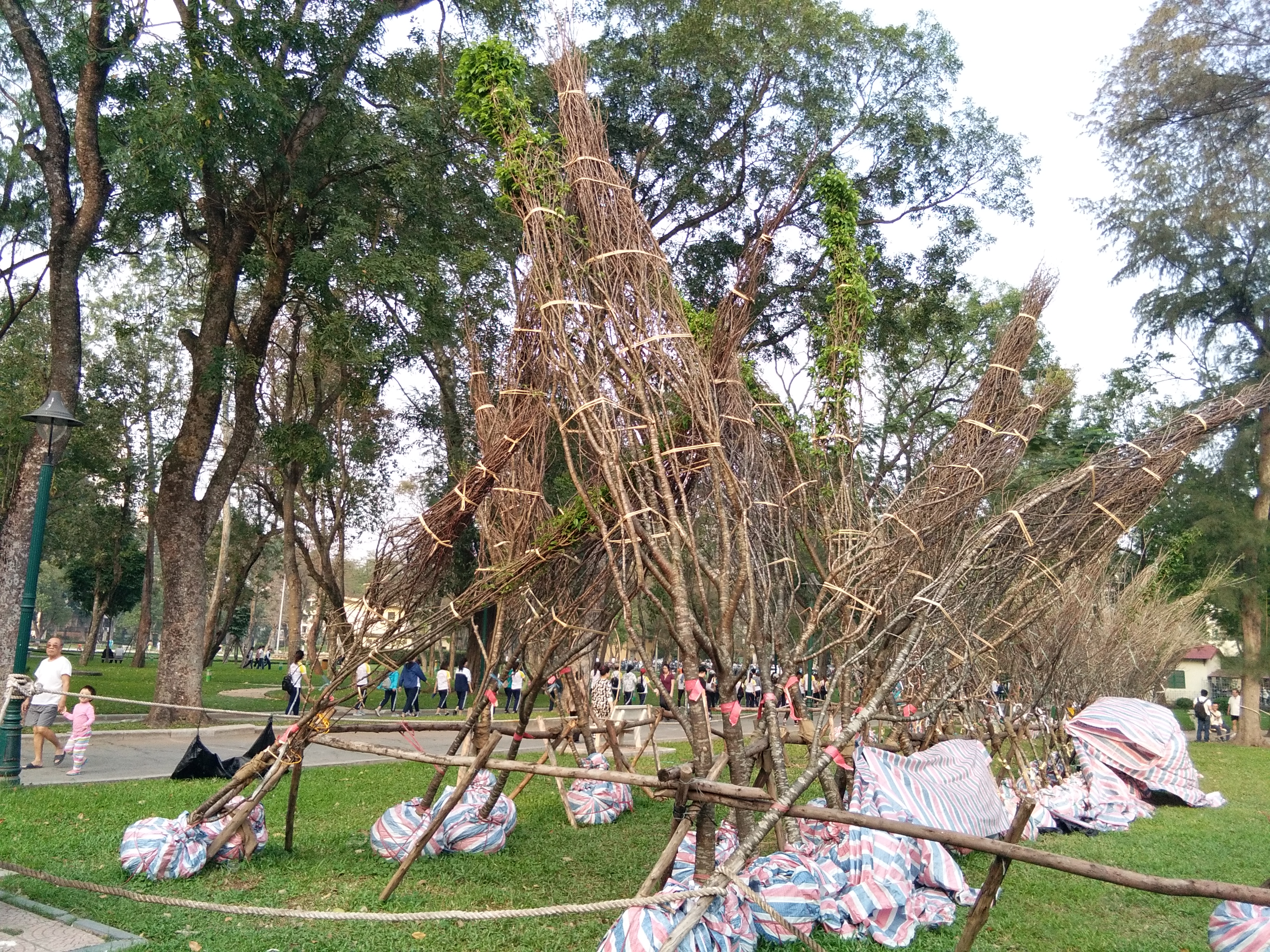 Hàng trăm cây anh đào tại công viên Thống Nhất đang nằm trơ bầu 