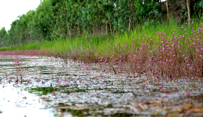 Theo các nhân viên của khu bảo tồn, năm nào nhĩ cán tím cũng nở nhưng đây là lần đầu tiên, nhĩ cán tím nở nhiều, đồng loạt và kéo dài khiến gần 1 km dòng kênh nội đồng nhuộm tím một màu hoa.