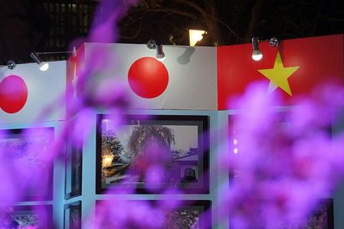 Dự trù nhiều hoa 'chống héo' cho lễ hội hoa anh đào Nhật Bản 2017 ảnh 11