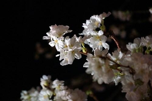 Dự trù nhiều hoa 'chống héo' cho lễ hội hoa anh đào Nhật Bản 2017 ảnh 14