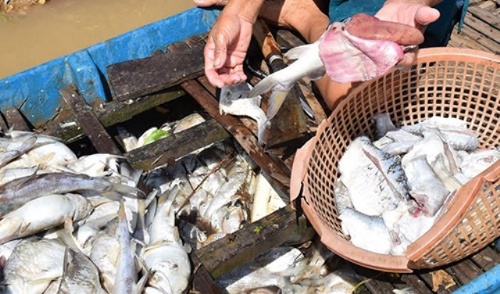 Cá phơi bụng ở thượng nguồn sông Sài Gòn