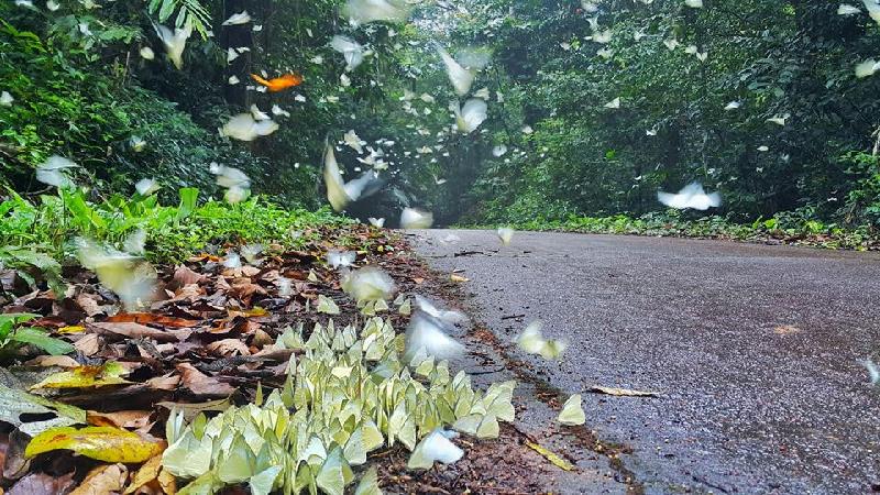 Bướm rừng lộng lẫy ở Vườn quốc gia Cúc Phương