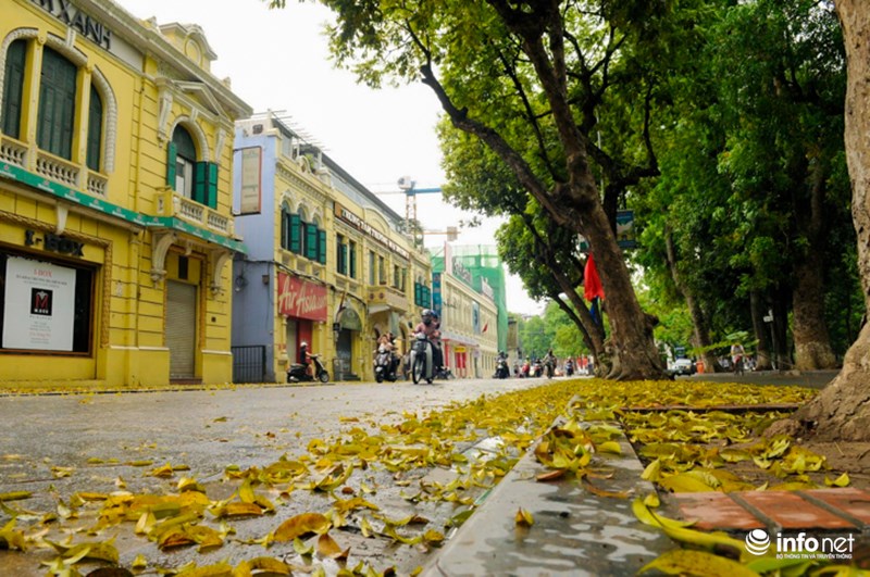 Những vòm lá còn trên cây xanh và lá vàng rụng dưới đường tạo nên bức tranh tương phản giao mùa.