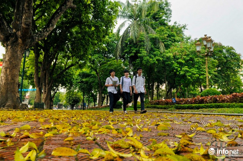 Một mùa lá vàng lại về làm đậm thêm cái chất thơ của Hà Nội.