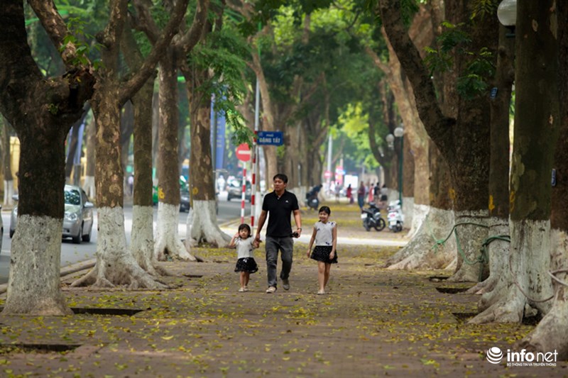 Cây sấu gắn bó với tuổi thơ của nhiều người, mùa lá sấu rụng cũng gắn với ký ức đẹp tuổi thơ của người Hà Nội