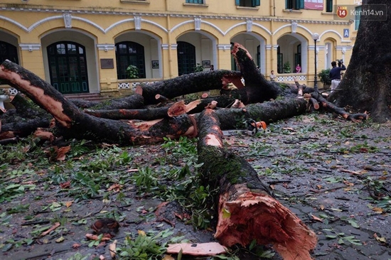 Cây đổ gẫy chân, tay nữ sinh: Hà Nội rà soát cây xanh trường học