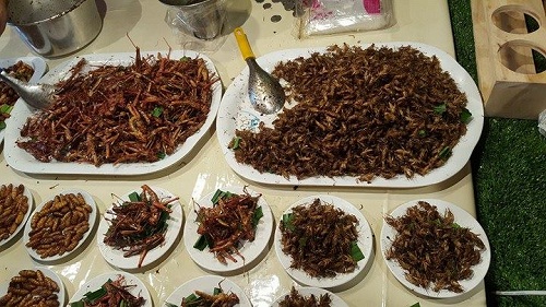 Đến &quot;Thành phố ma quỷ&quot; ăn côn trùng