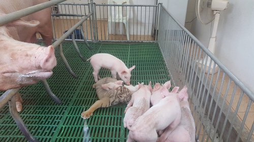 Những con hổ con thậm chí còn nằm vui đùa bên những con lợn con như không phải là hai loài khác nhau.