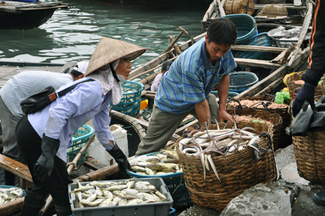 Tăng mức phạt đối với hành vi vi phạm trong hoạt động thủy sản