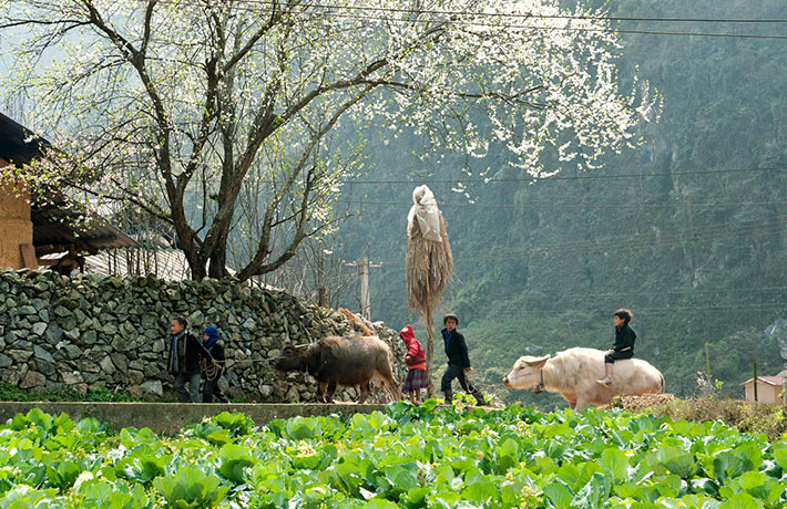 Cao nguyên đá Đồng Văn. Ảnh minh họa