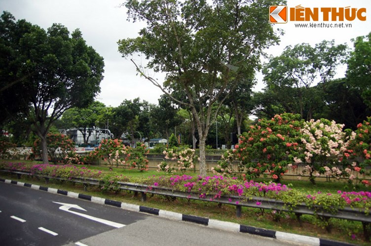 9. Bảo vệ cây xanh bằng luật. Cây xanh ở Singapore được bảo vệ bằng những nhiều luật rất nghiêm khắc. Tùy theo mức độ vi phạm, người xâm hại cây xanh có thể bị phạt tiền, đòn roi hoặc vào tù. 