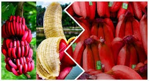 Chuối đỏ có dáng lạ mắt và giá siêu đắt!