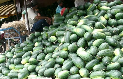 Dưa hấu Việt Nam xuất khẩu sang Trung Quốc đang bị cạnh tranh mạnh