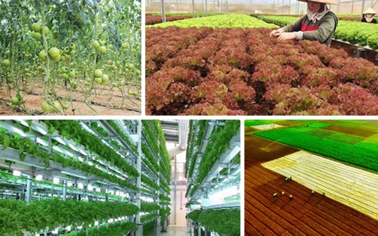 &quot;Phát sốt&quot; với những vườn rau công nghệ cao