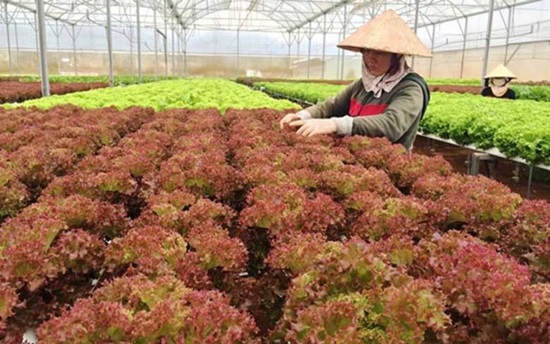 Rau sạch có thể ăn tại vườn (Ảnh: KT)