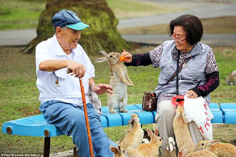 Không ai lý giải được tại sao có nhiều thỏ hoang dã xuất hiện trên đảo. Tuy nhiên, nhiều ý kiến cho rằng tổ tiên của chúng chính là những đối tượng được dùng để thử nghiệm chất độc chiến tranh trong giai đoạn từ năm 1930-1945. Ảnh: 