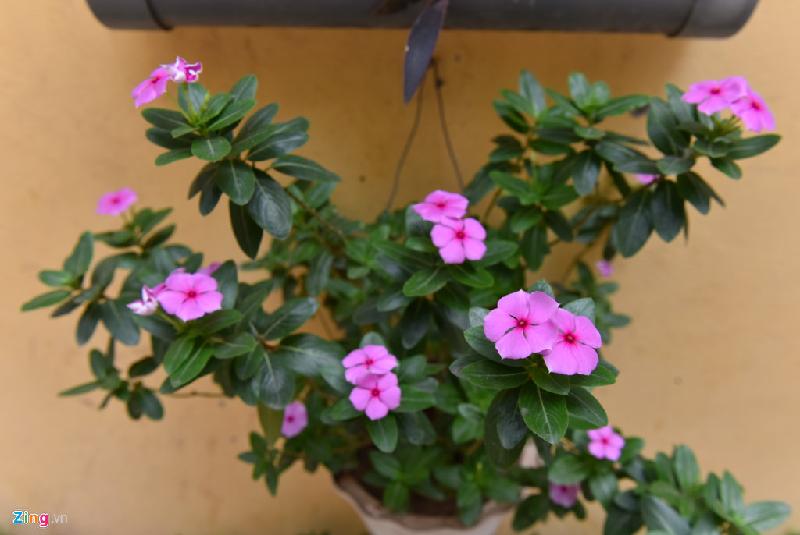 Từ khi mọi người trong tổ dân phố kết hợp với Đoàn Thanh niên làm vườn hoa, không gian nơi đây vừa xanh sạch đẹp lại vừa sạch bóng rác thải.