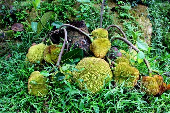Gốc mít ở Thanh Chương không thân, cành và ít lá nhưng ra quả rất nhiều. (Ảnh: Huy Thư)