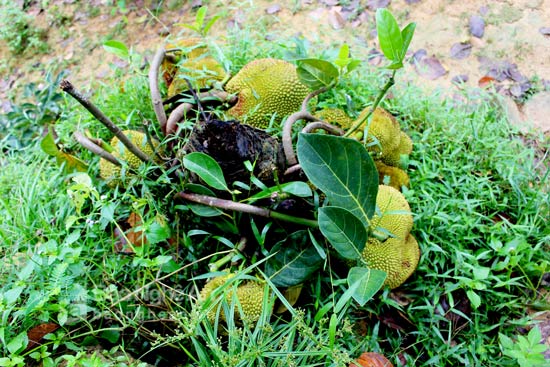 Chỉ còn gốc nhưng vẫn ra 16 quả mít - chuyện hiếm thấy ở 