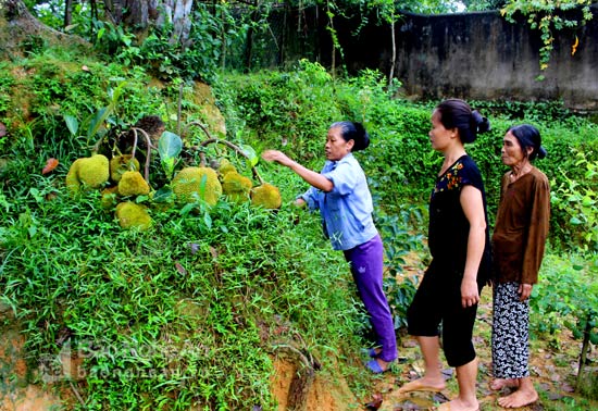 Có rất nhiều người dân đến nhà bà Thủy để trực tiếp xem những quả mít bên gốc cây có sức sống mãnh liệt. (Ảnh: Huy Thư)