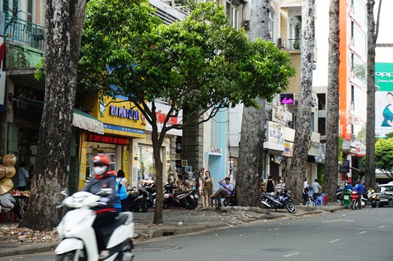 Đốn hạ, di dời 28 cây xanh để làm metro Bến Thành - Suối Tiên
