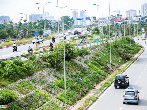 Kiểu trồng rau 'có một không hai' dọc con đường 6.000 tỷ ở Hà Nội
