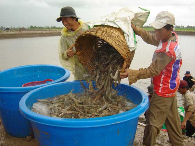 Mục tiêu xuất khẩu đạt 10 tỉ USD: Trà Vinh phấn đấu dẫn đầu