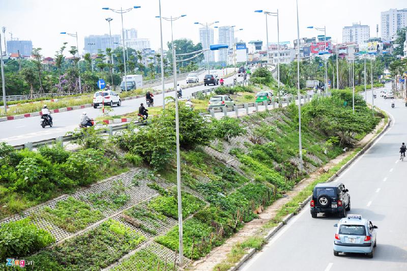 Trồng rau trên sân thượng, trên vỉa hè… từ lâu đã không còn lạ lẫm với người dân thành phố, nhưng vệc trồng rau trên bờ kè đường hay ao hồ không phải ai cũng làm được bởi chỉ có một số khu vực như đường Bưởi hay hồ Định Công, hồ Tai Trâu, người dân mới có đủ điều kiện.