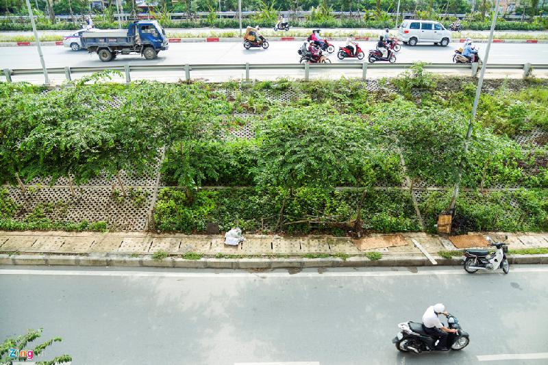 Khoảng một năm trở lại đây, khi đường vành đai 2 hoàn thành, đoạn bờ kè dài gần 1 km đối diện ngõ 462 đường Bưởi (quận Ba Đình) được thiết kế trên mặt ta-luy kiểu tổ ong để chống sạt lở bỗng chốc trở thành những vườn rau xanh ngắt.