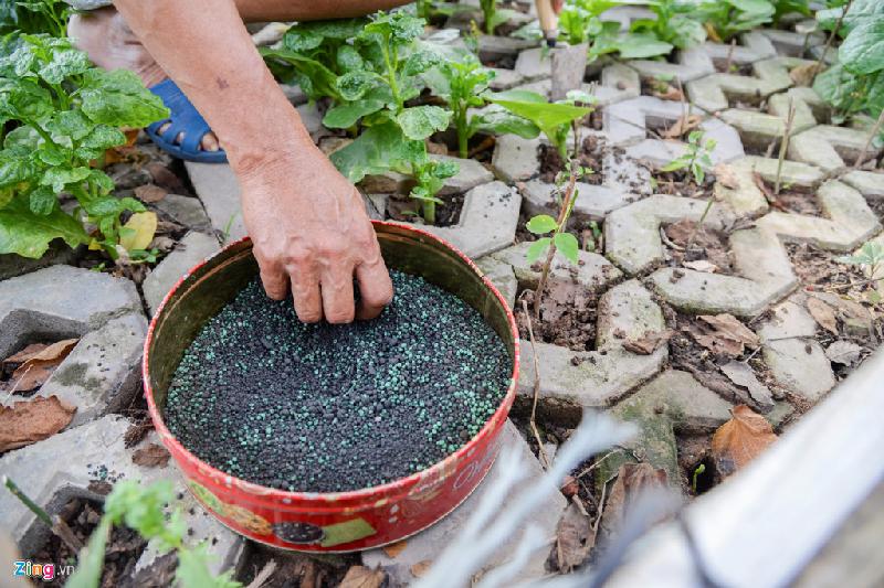 Với số vốn đầu tư chẳng đáng là bao, chỉ mất công đi mua đất, phân bón cùng mấy gói hạt giống mua về rắc dần là người dân đã có ngay một luống rau sạch để ăn dần.