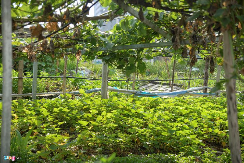 Từ những cây rau ăn hàng ngày như rau muống, cải bắp, rau dền, mồng tơi đến những cây leo giàn như bí, mướp hay các loại rau thơm đều được trồng bên con đường 6.000 tỷ này.