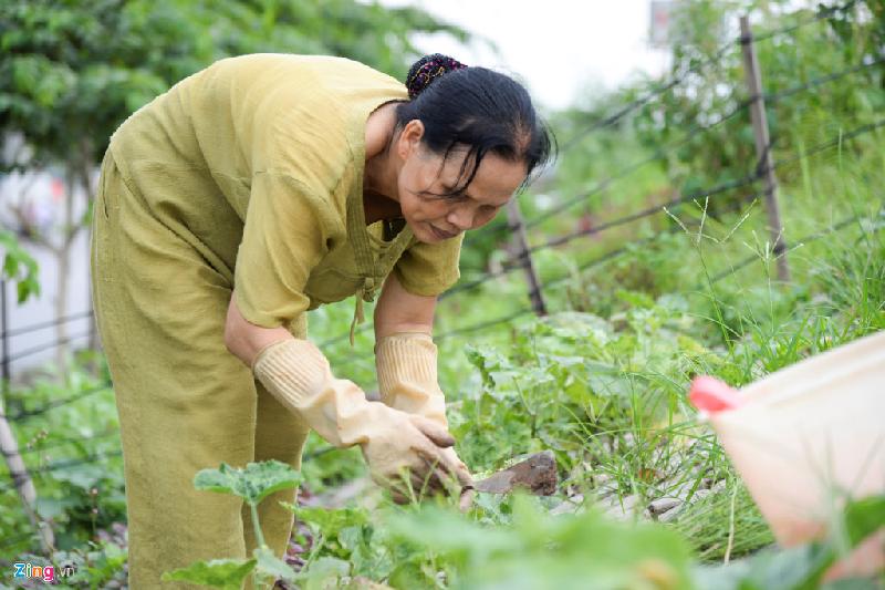 Bà Nguyễn Thị Âu (số nhà 8, ngõ 462 đường Bưởi) cho biết mỗi ngày bà đảo qua đây 2-3 lượt để chăm sóc, cắt tỉa. Gia đình bà không chỉ có rau sạch mà tuổi già còn có việc để làm, nâng cao sức khỏe.