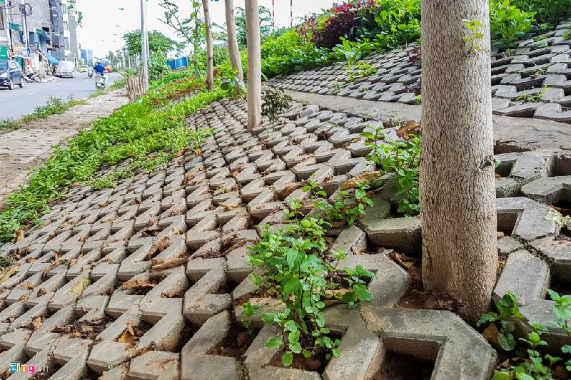 Không chỉ rau xanh mà cây thân gỗ, tạo bóng mát cũng được trồng xen vào mỗi luống rau.