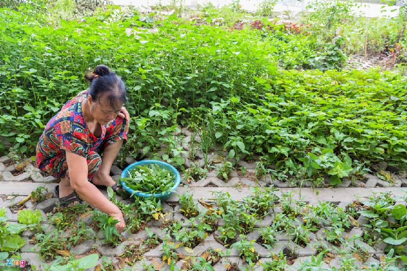 Tuy nhiên việc bị hái trộm rau ở đây diễn ra thường xuyên. “Họ nhìn thấy rau xanh, sạch nên ban đêm thường đến hái trộm. Sáng dậy nhìn vườn rau hôm trước còn xanh mơn mởn nay bị cắt trụi, bao công sức của mình cũng tiếc lắm chứ”, bà Dung thở dài.