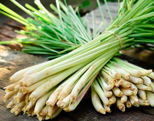 Mẹo hay để nhà không còn một con muỗi nào
