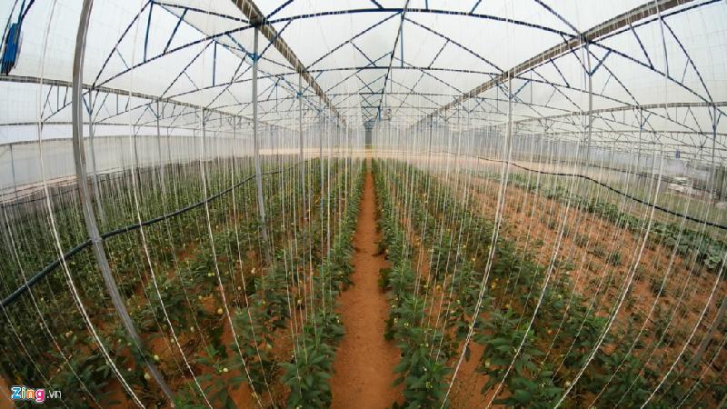 Vườn nhà anh Nguyễn Định, nơi đầu tiên thử nghiệm trồng thành công giống dưa hấu mini Pepino (hay còn còn là dưa hấu Nam Mỹ).