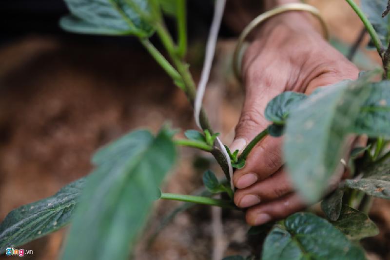 Chia sẻ về kinh nghiệm chăm sóc dưa Pepino, anh Định cho biết thực tế giống dưa này khá dễ trồng, nhưng phải mất công giai đoạn đầu quấn, bắt giàn cho dây leo. Khi dây dưa đã trưởng thành thì chỉ tập trung chăm sóc và thu hoạch. Thời gian cây cho thu hoạch kéo dài khoảng 2 năm trước khi thay vụ mới, đem lại lợi nhuận cao cho người trồng.