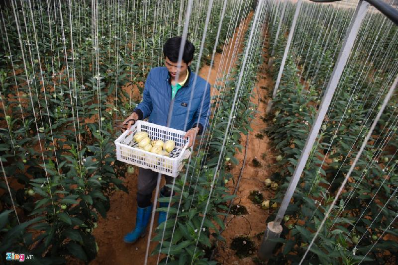 Trang trại dưa hấu tí hon 10 mùi ở Đà Lạt hình ảnh 8 Điểm đặc biệt của loại dưa này là tùy theo từng giai đoạn sẽ mang hương vị của 10 loại trái cây khác nhau, là vị chuối, mít, ổi, xoài, kiwi, dưa lưới, dưa lê, dưa hấu, măng cụt, lê.