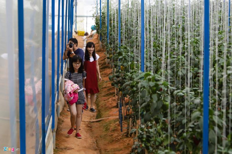 Trang trại dưa hấu tí hon 10 mùi ở Đà Lạt hình ảnh 9 Nhiều du khách đến Đà Lạt biết vườn của anh Định thường đến tham quan, chụp ảnh và mua dưa.