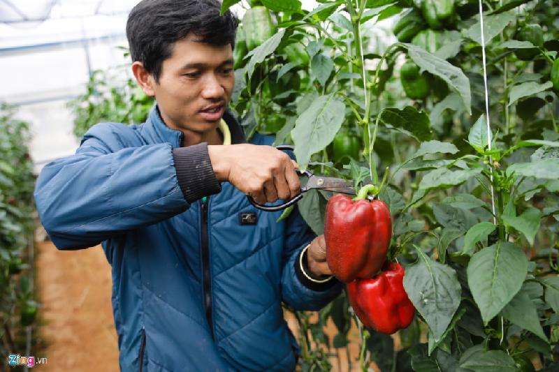 Bên cạnh dưa Pepino, vườn của anh còn có nhiều loại khác như ớt chuông, dưa leo, cà chua...