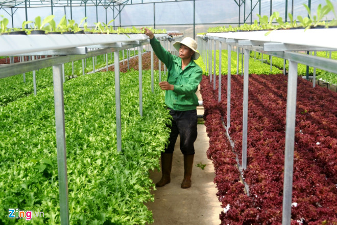 Tăng thêm 50% năng suất rau thủy canh trên cùng diện tích rau thủy canh tại trang trại nhờ 
